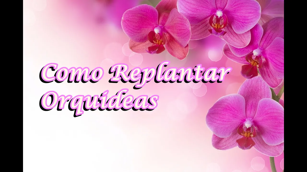COMO CUIDAR DE ORQUIDEAS COMO REPLANTAR ORQUIDEAS