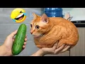 Lagu Try Not To Laugh 😅 Funniest Cats and Dogs Videos 2025 😻🐶 Part 12