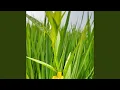 Download Lagu Janur kuning