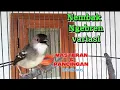 Download Lagu Pancingan Masteran Ciblek kristal Gacor nembak ngebren variasi
