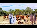 Lagu Traditional Village Wedding 🐄🐄 | Bride Given Many Cows! (Part 1)Paulina and Henock