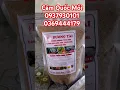 Download Lagu Cám Chim Quốc , Trích Ré, Cúm Núm #baychim #bẫychim #chimquoc #quocmoi #bayquoc