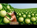 Download Lagu Harvesting the First White Eggplants of the Season and Bringing Them to the Market for Sale