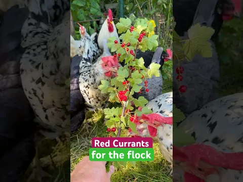 Rote Johannisbeeren für die Hühner! Red Currants for flock of Exchequer + Silverudds blå chickens!