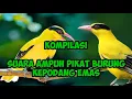 Download Lagu suara ampuh pikat burung kepodang emas suara kompilasi dijamin ampuh