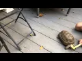 Turtle eating celery exquisite