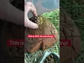 Baby Tortoise On Pride Rock