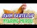 Download Lagu Suara ayam bertelur merdu