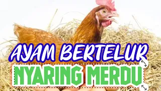 Download Suara ayam bertelur merdu MP3