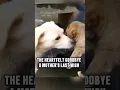 Download Lagu The Mother Dog's Last Kiss #animals