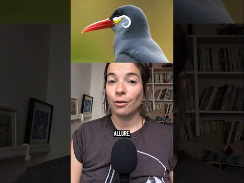 🚨TRÈS IMPORTANT 🚨