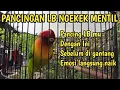Download Lagu LOVEBIRD NGEKEK GAYA MENTIL GIGIT RUJI UNTUK PANCINGAN