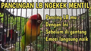 Download LOVEBIRD NGEKEK GAYA MENTIL GIGIT RUJI UNTUK PANCINGAN MP3