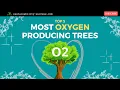 Most Oxygen Producing Trees CURIOUS Facts