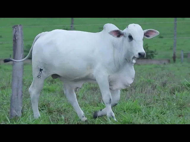 Garrote Nelore OCT - 304