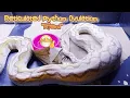 Reticulated Python Ovulation Afeni