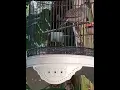 Download Lagu Suara burung prukutut Joss cocok untuk pancingan prukutut anda tidak butuh waktu lama #perkutut