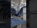 one of my favorite gamefowl breeds