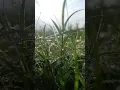 Download Lagu Diamond 💎 like dew on grass at the morning #dew #morning #grass