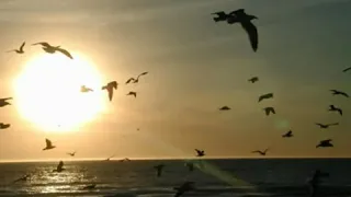 سبحانك نصر الدين طوبار 