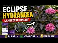 These Eclipse Hydrangeas Changed My Landscape Dark Leaves Big Blooms Planting Tips