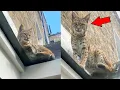 Lagu This Bobcat Found the Perfect ‘Hideout’ — But She Has No Idea Her Secret Spot Isn’t Secret at All!