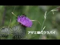 【名曲】アザミ嬢のララバイ（中島みゆき）カバーby西海岸