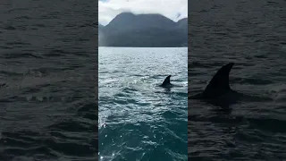 ORCAS SURROUND OUR BOAT