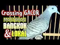 Download Lagu PERKUTUT CROSSING GACOR SUARA MERDU - perkutut BANGKOK dan lokal pasti NYAUT BUNYI dengar ini