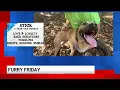 Furry Friday Meet Stick