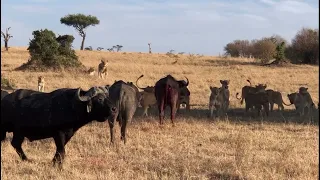 STANDOFF BETWEEN BUFFALOES AND A BIG LION PRIDE