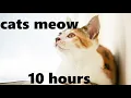 Gentle Sounds of Cats Meowing 10 hours