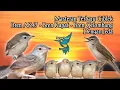Download Lagu Putar 1 Jam Masteran CIGUN/CIWAH bren AK47 dengan Jeda