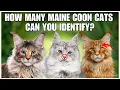 10 Different Types Of Maine Coon Cats