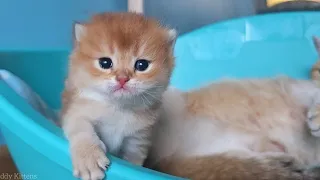 Mother Cat Bassy Responding to Her Meowing Kittens | Cat ASMR