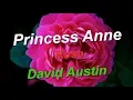 Download Lagu Princess Anne Rose David Austin