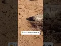 Download Lagu Desert Jinn, Oh God, 0000. #youtubeshorts #travel #viralvideos #nature #desert #jinn