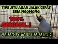 TIPS JITU AGAR BURUNG JALAK CEPAT BISA NGOMONG, COBA SEKARANG JUGA .!!!