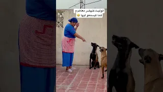 ماتنساش قلب و متابعة Explore Dog تيكتوك اكسبلور Doglover Animals Love 