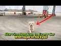Download Lagu This Stary Dog Had Been waiting at a Petrol Station for Months. what happened next?