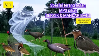 mp3 suara pikat mandar batu campur berkik pekung burcet aw aw burung mandarbatu berkik