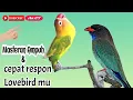 Download Lagu masteran Lovebird isian tengkek buto