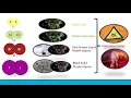 HALOGENS GROUP 17 GROUP 7 ELEMENTS PHYSICAL PROPERTIES BEGINNERS GUIDE IGCSE SPM