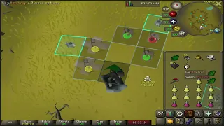 1t black chinchompas