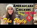 Ameraucana Chickens The Good The BAD THE UGLY