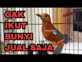 Download Lagu 100% PASTI NYAUT ‼️ Langsung Paham Setelah 10 menit | HW ANIS MERAH 