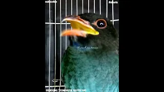 masteran kompilasi ampuh cucak cungkok istimewa tengkek buto gacor cililin for murai kacer c ijo