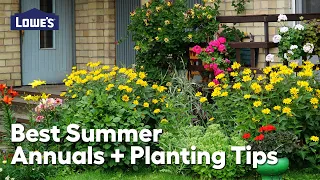 Planting Tips for Summer Annuals