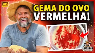 Como deixar a GEMA DO OVO mais VERMELHA