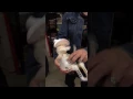 Furless Tickle Me Elmo for Tinkering Activity